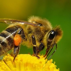 Кое-что о пчелах