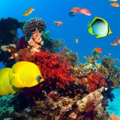 Остров Утопия — коралловый сад