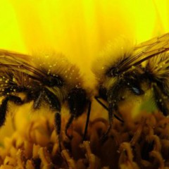 Состав и свойства пчелиного яда 